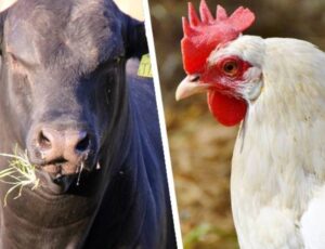 Brasil registra recorde em exportações de carne bovina e de frango em 2024