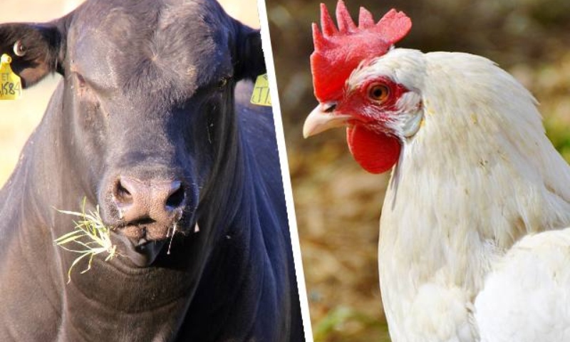 Brasil registra recorde em exportações de carne bovina e de frango em 2024