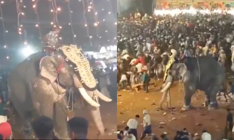 Elefante se enfurece e deixa pessoas gravemente feridas durante festival na Índia; veja vídeo