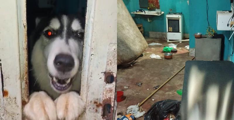 Descaso e crueldade: animais são abandonados e deixados para morrer em apartamento no Alvorada; veja vídeos