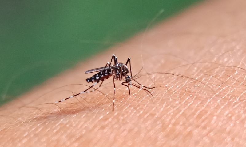 Dengue: Em meio a ressurgimento de sorotipo, Governo Federal lança plano de contingência