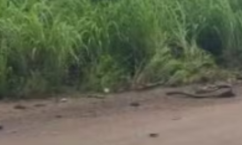 Trágico acidente entre carro e caminhão deixa duas pessoas mortas em rodovia; veja vídeo