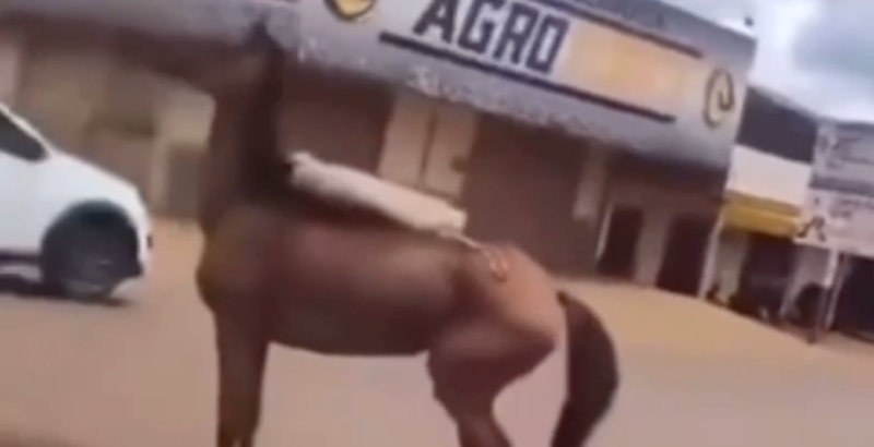 Crueldade: homem espanca cavalo com madeirada no meio da rua; veja vídeo