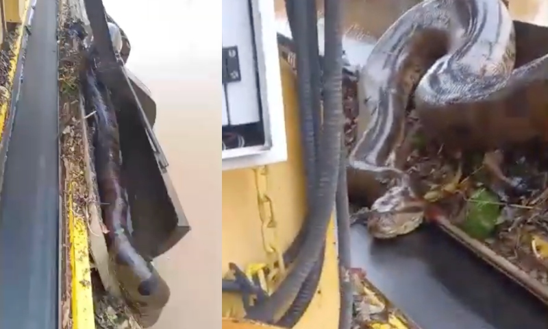 Sucuri é resgatada e trabalhadores ficam surpreendidos com o tamanho da cobra: “É um monstro!”; veja vídeo