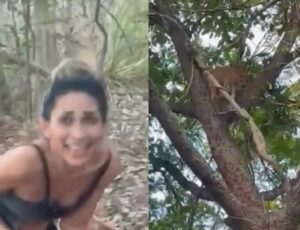 Mulher tortura e mata onça-parda; Ibama tenta achar criminosa; veja vídeo