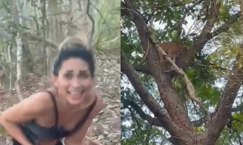 Mulher tortura e mata onça-parda; Ibama tenta prender caçadora; veja vídeo