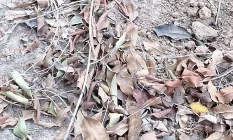 Cinco corpos são encontrados em cemitério clandestino em Boa Vista; veja vídeos