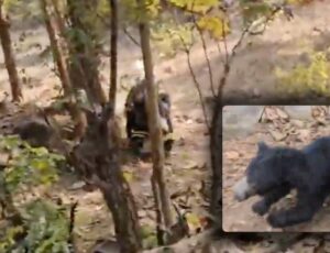 Tudo filmado: pai e filho são mortos por urso salvagem no meio da floresta; veja vídeo