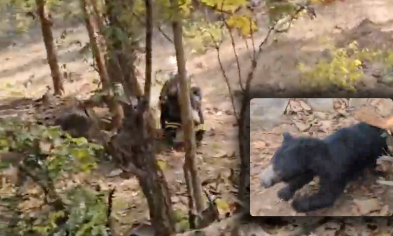 Tudo filmado: pai e filho são mortos por urso selvagem no meio da floresta; veja vídeo
