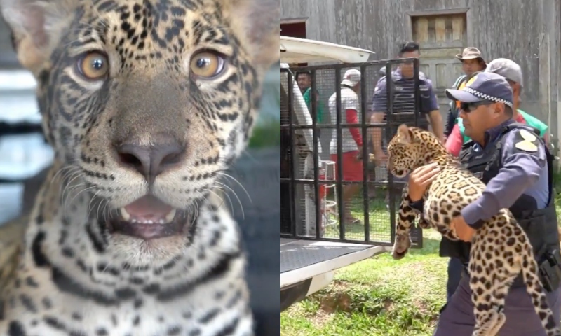 Filhote de onça-pintada criado como ‘pet’ por família é resgatado no AM