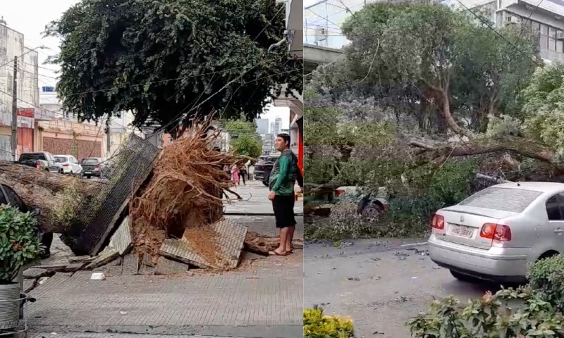 Vendaval faz árvore gigante cair em cima de carros no bairro Praça 14; veja vídeos