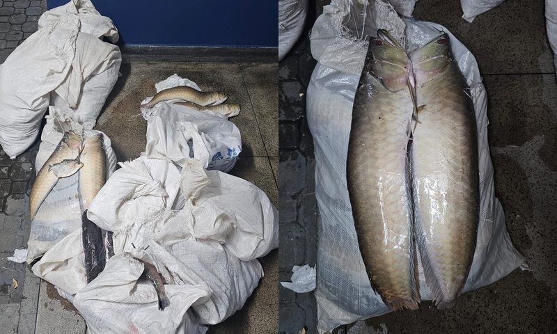 Defeso: Polícia Ambiental apreende mais de 400 kg de pescado ilegal na Feira da Manaus Moderna