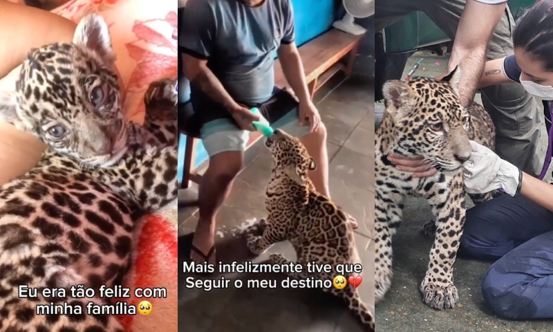 Onça “Golias” está em Manaus e família que resgatou filhote em Santo Antônio do Içá morre de saudades; veja vídeo
