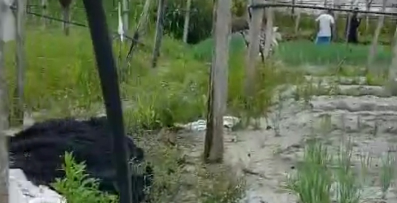 Urgente: homem é morto a tiros em terreno no Valparaíso; veja vídeos