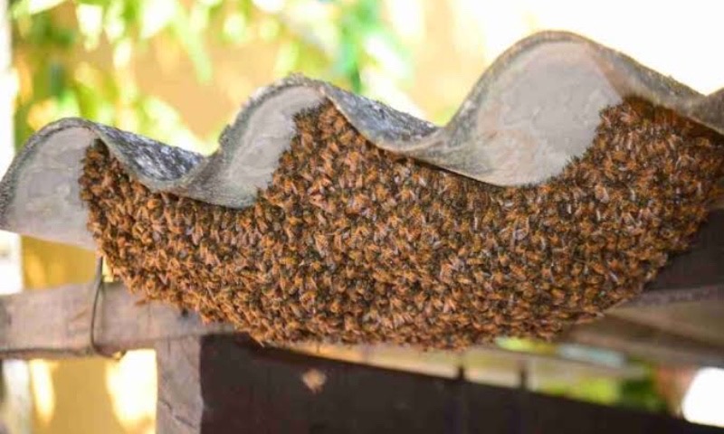 Enxame furioso: produtor rural sofre mais de mil picadas e não sobrevive ao ataque de abelhas