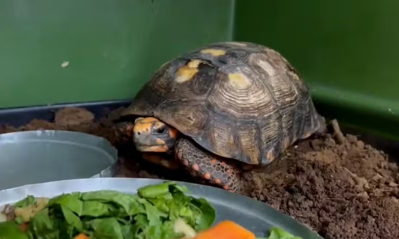 Jabuti que ficou soterrado 10 anos em piso será devolvido a natureza