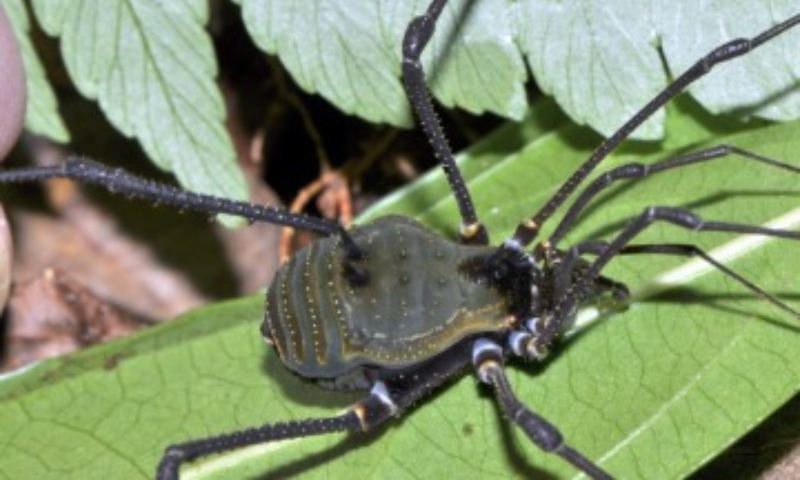 Nova espécie de aracnídeo é descoberta em Minas Gerais