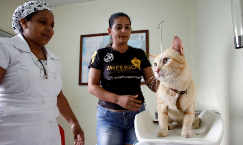 Prefeitura orienta tutores de cães e gatos a evitar faltas nas castrações agendadas pelo CCZ