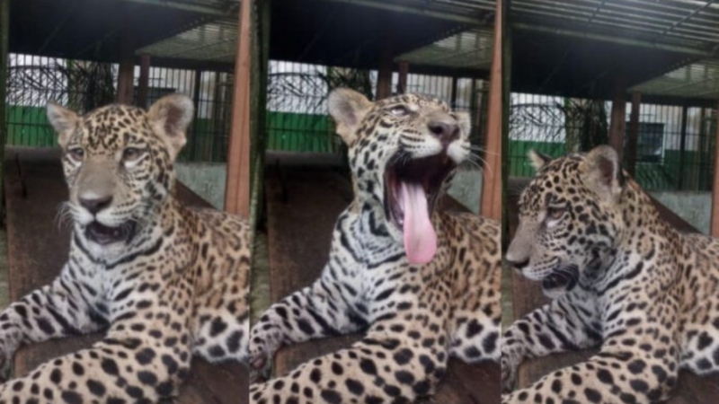 Família que cuidava do filhote de onça ‘Golias’, no AM, protesta contra sua transferência para zoológico no Sul