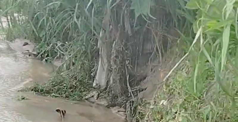 Urgente: crânio humano é encontrado em igarapé na zona Leste de Manaus; veja vídeo