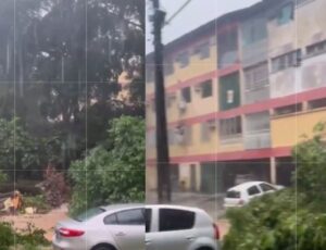 Árvore cai na Compensa após forte chuva em Manaus; veja vídeo