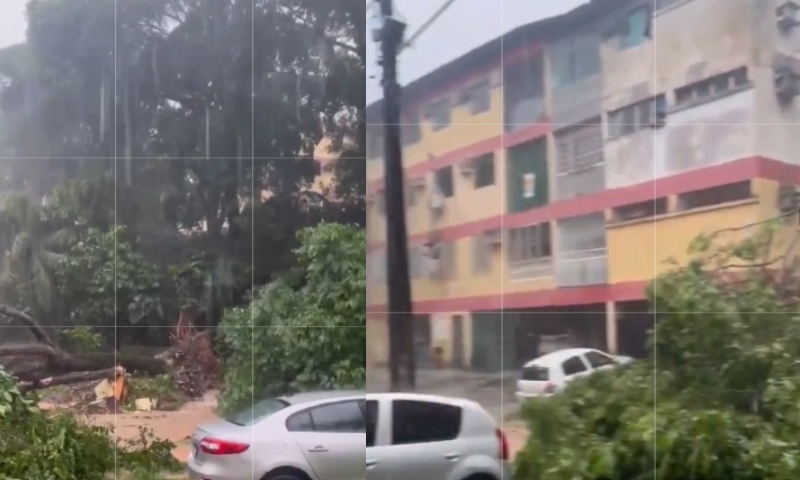 Árvore cai na Compensa após forte chuva em Manaus; veja vídeo