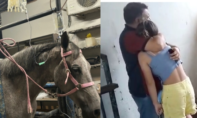 Botulismo foi a causa da morte dos 12 cavalos no Haras Nilton Lins, confirma ADAF; veja vídeo