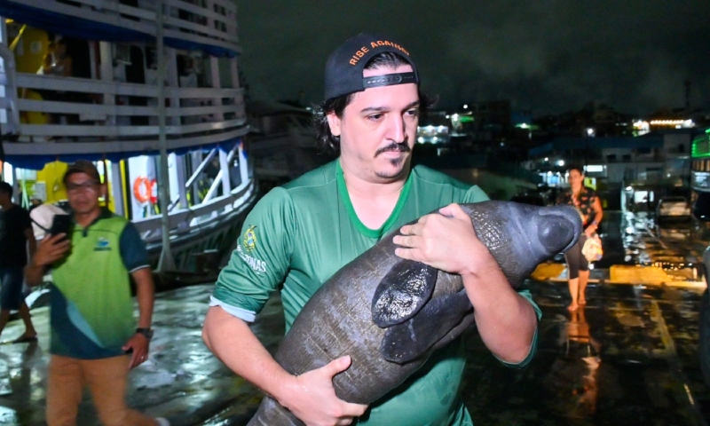 Filhote de peixe-boi resgatado em Nova Olinda do Norte é levado para o INPA, informa Ipaam e Semadetur
