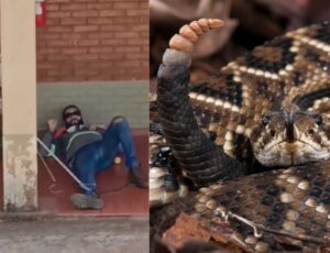 Trabalhador tira cochilo após almoço e acorda com cascavel 'deitada' no seu pé: "Não podia me mexer"; veja vídeo