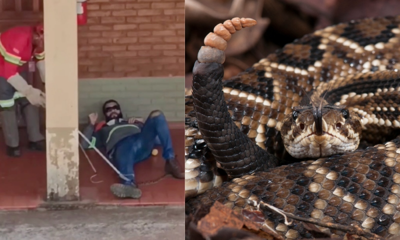Trabalhador tira cochilo após almoço e acorda com cascavel ‘deitada’ no seu pé: “Não podia me mexer”; veja vídeo