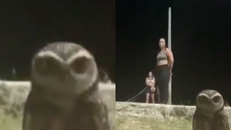 Coruja faz performance durante jogo de vôlei; veja vídeo