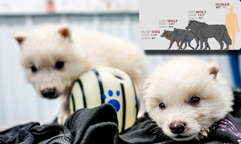 Conheça Remus e Romulus: os primeiros lobos-terríveis renascidos pela ciência após 10 mil anos de extinção; vídeo