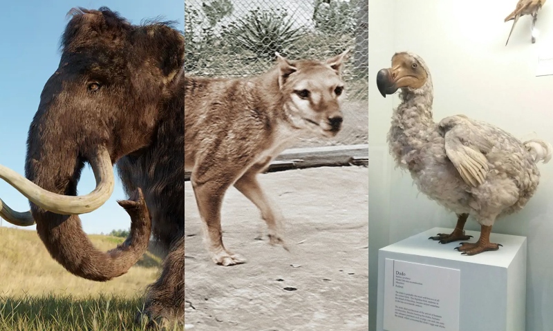 Empresa que trouxe de volta “Lobos-Terríveis” quer agora ressuscitar os Mamutes, Tigres-da-Tasmânia e Dodôs; veja vídeo