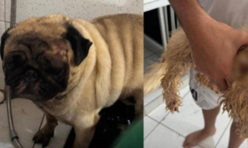 Crueldade: cachorros são queimados com óleo quente após fugirem de casa em Manaus