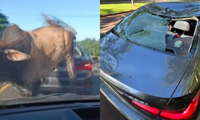 Touro solto no meio de avenida persegue homem e destrói vidro de BMW; veja vídeo