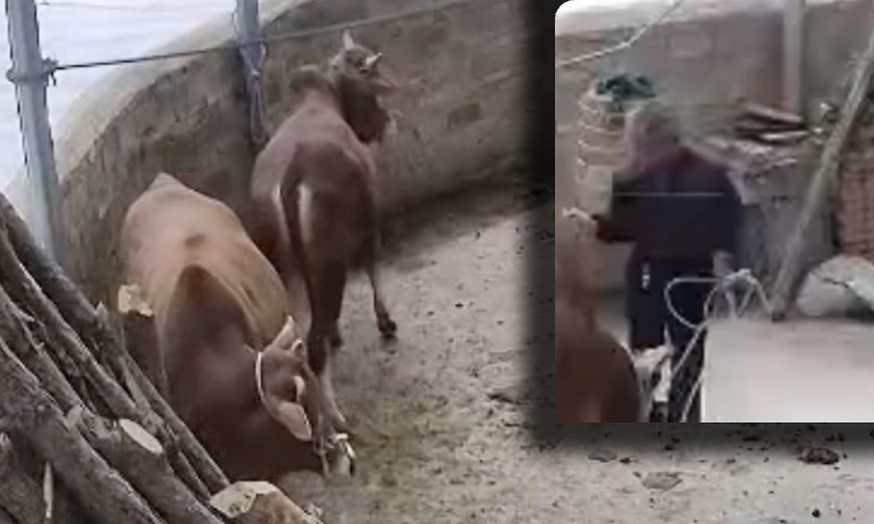 Idos0 entra em celeiro para dar comida para vacas e o pior acontece; veja vídeo