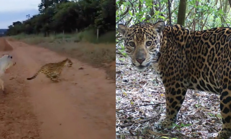 Filhote de onça invade fazenda e ataca bezerro; veja vídeo