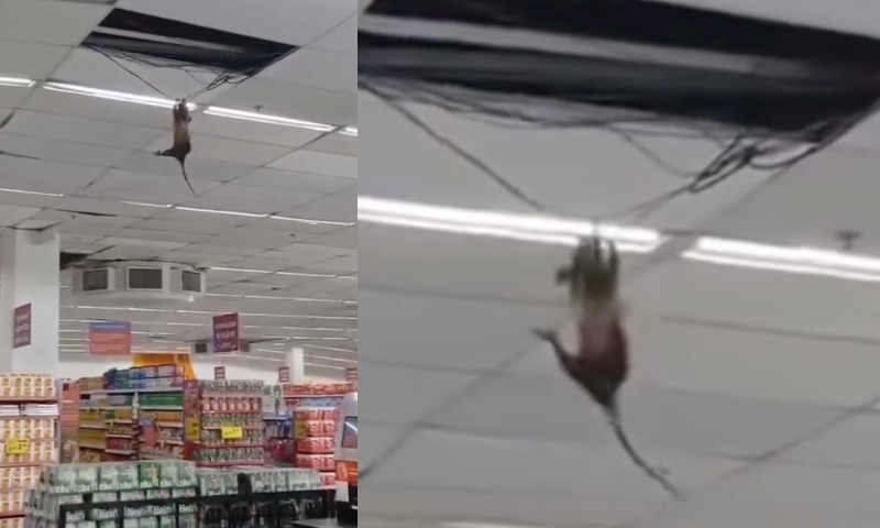 Mucura gigante é filmada se pendurando em teto de supermercado; veja vídeo
