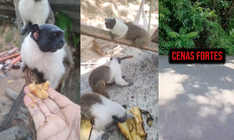 Exclusivo: Sauins-de-Coleira estão morrendo atropelados no Tarumã e moradora clama por Corredores Ecológicos em Manaus; veja vídeo