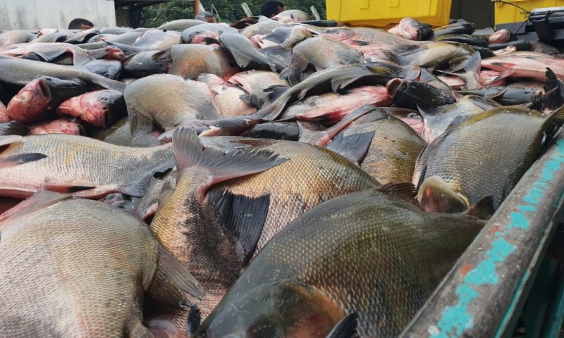 Ainda dá tempo de garantir o peixe nesta Sexta-Feira Santa em Manaus, mas prepare o bolso; veja