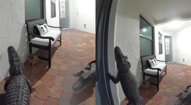 Vídeo flagra jacarés tentando invadir casa de família; veja