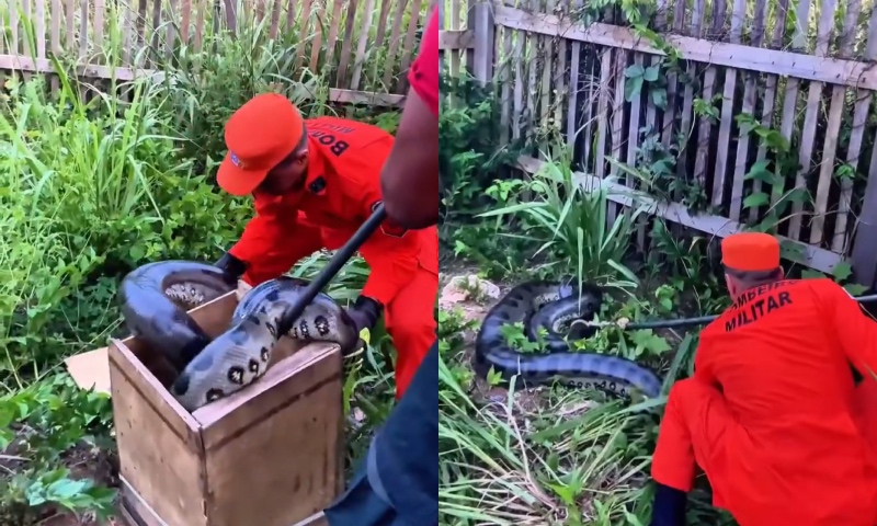 Sucuri de 3,5 metros surpreende moradores e é resgatada em quintal no Amazonas; veja vídeo