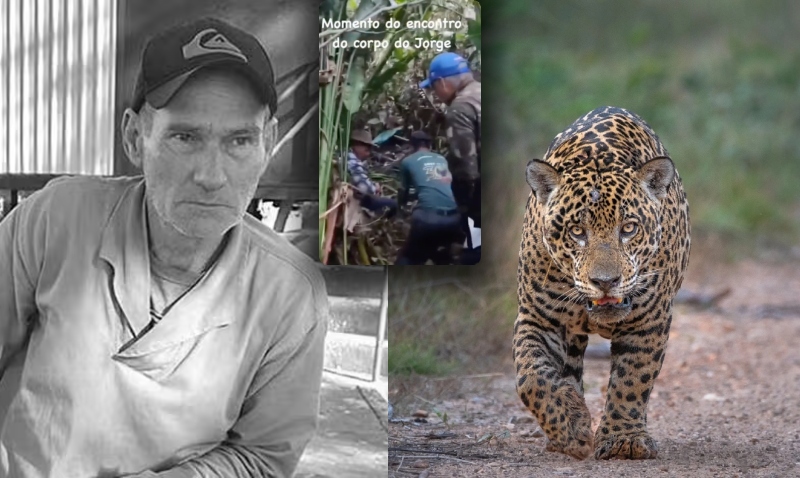 Corpo do caseiro atacado por Onça é encontrado no Pantanal; veja vídeo