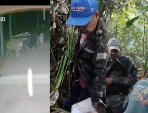 "Bicha brava": onça que devorou caseiro ataca voluntário da equipe de resgate; veja vídeos