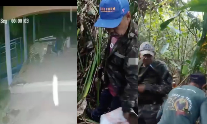 “Bicha brava”: Onça que devorou caseiro ataca voluntário da equipe de resgate; veja vídeos