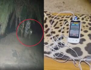 Onça que m4tou o caseiro Jorginho é capturada e tratada por veterinários; veja vídeo