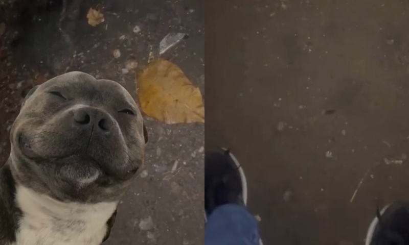 “Nunca mais vou roubar”: bandido se ‘converte’ após conhecer a ‘mansidão’ do pitbull Mário; veja vídeo