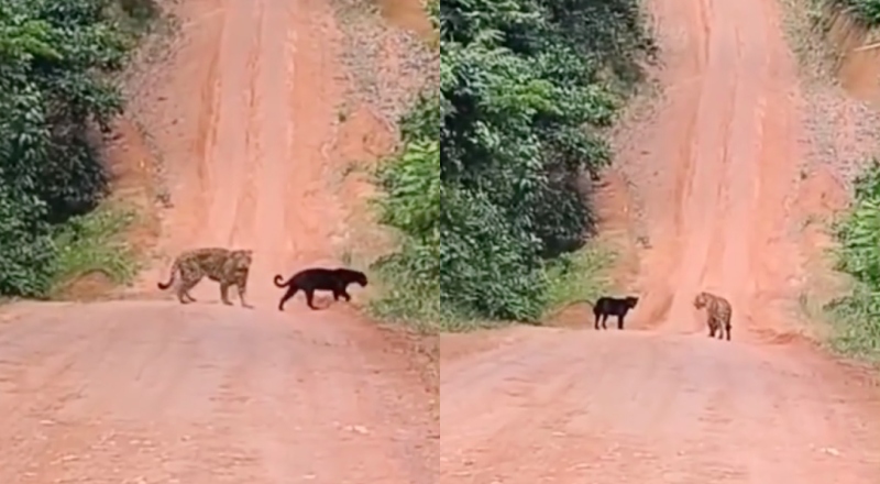 “Rolê selvagem”: motoqueiro flagra onças-pintadas caminhando em estrada de Parintins; veja vídeo