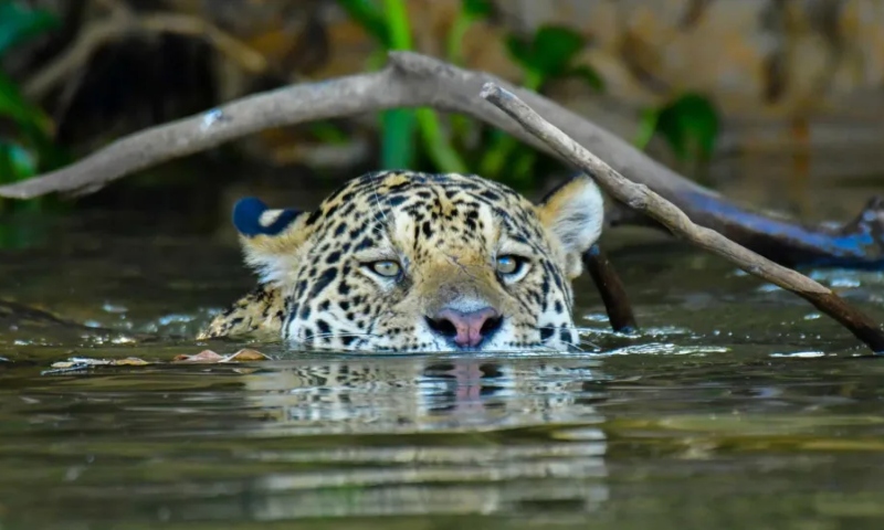 Onça que matou caseiro em MS não voltará para a natureza, diz ICMBio