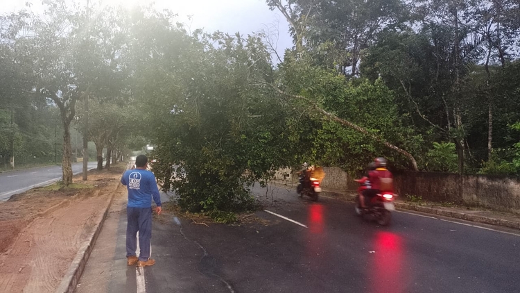 Árvores tombam e complicam trânsito em diferentes zonas de Manaus após ventania; veja